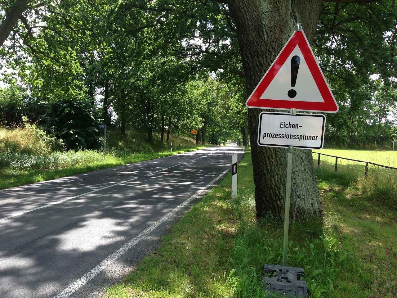 Eichenprozessionsspinner, Raupe, Bergedorf, Boberger Dünen, Schmetterlingsraupe, giftige Brennhaare, News, Nachrichten, Warnung