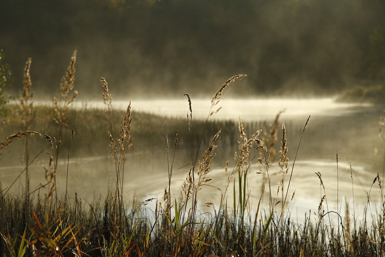 Oortkatensee, Hohendeicher See, Sperrung, Blaualge, Bezirk Bergedorf, Marschlande, News, Nachrichten