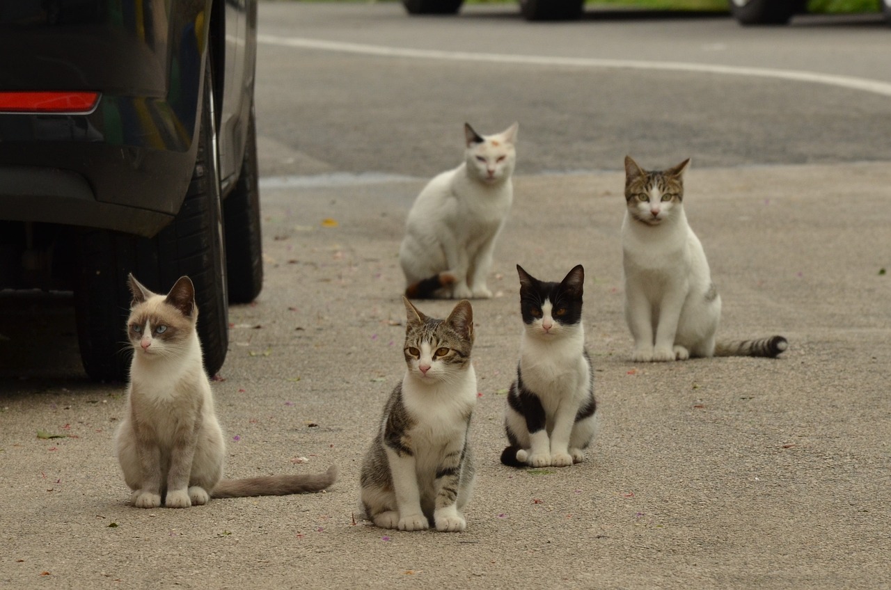 Katzenschutzverordnung, neues Gesetz, Hamburg, Bergedorf, Bezirk Bergedorf, Katzen, Kater, Katze, gechipt, kastriert, registriert, Verordnung