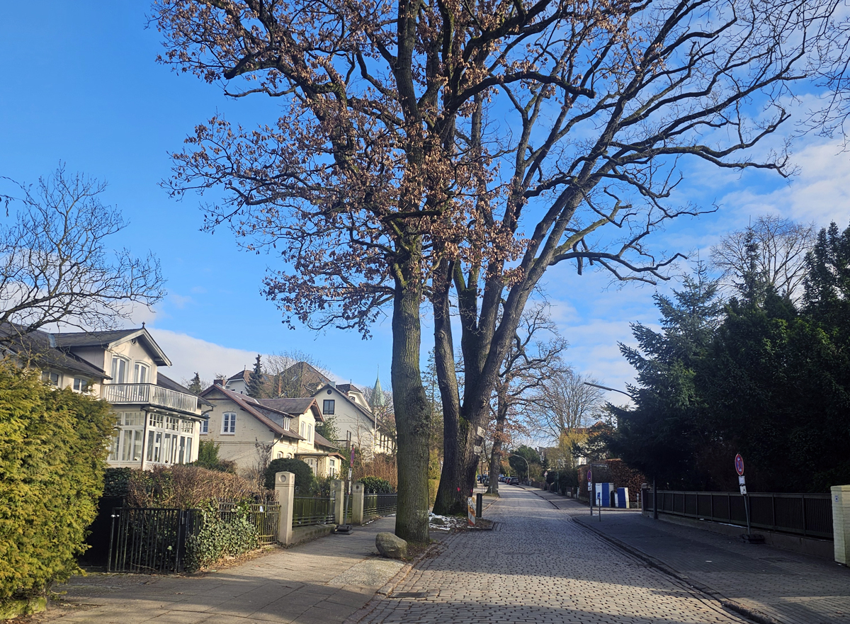 Baumfällarbeiten, Fällung, 170 Jahre alte eiche, 170-jähriger Baum, Bergedorf, Reinbeker Weg 29, Bezirk Bergedorf, Hamburg, Pilzbefall, Riesenporling