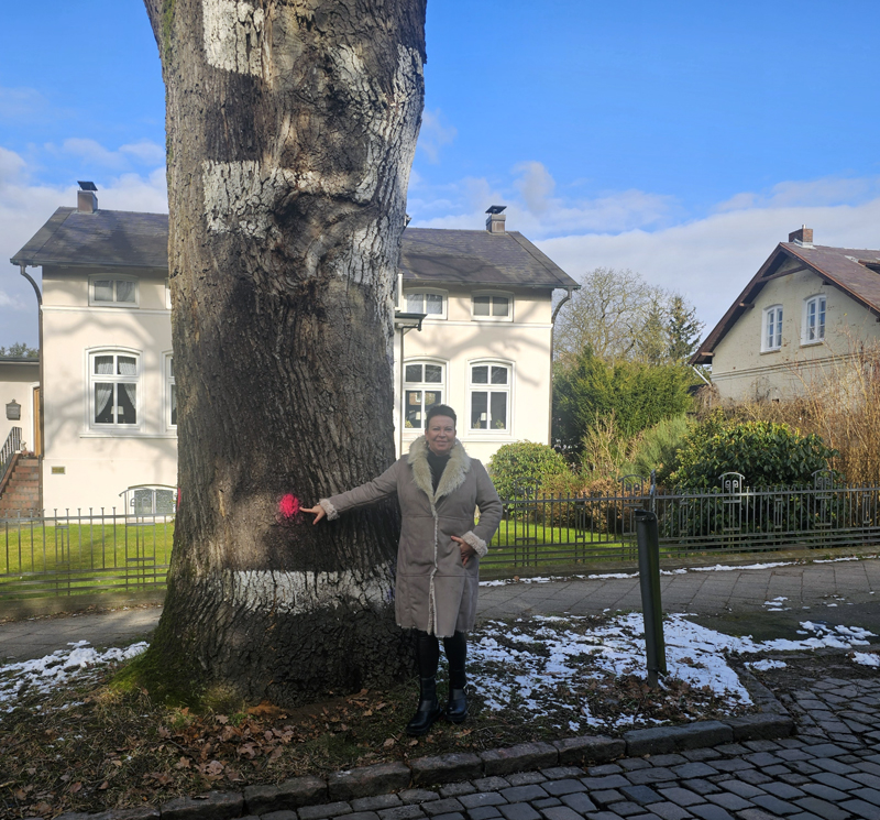 Baumfällarbeiten, Fällung, 170 Jahre alte eiche, 170-jähriger Baum, Bergedorf, Reinbeker Weg 29, Bezirk Bergedorf, Hamburg