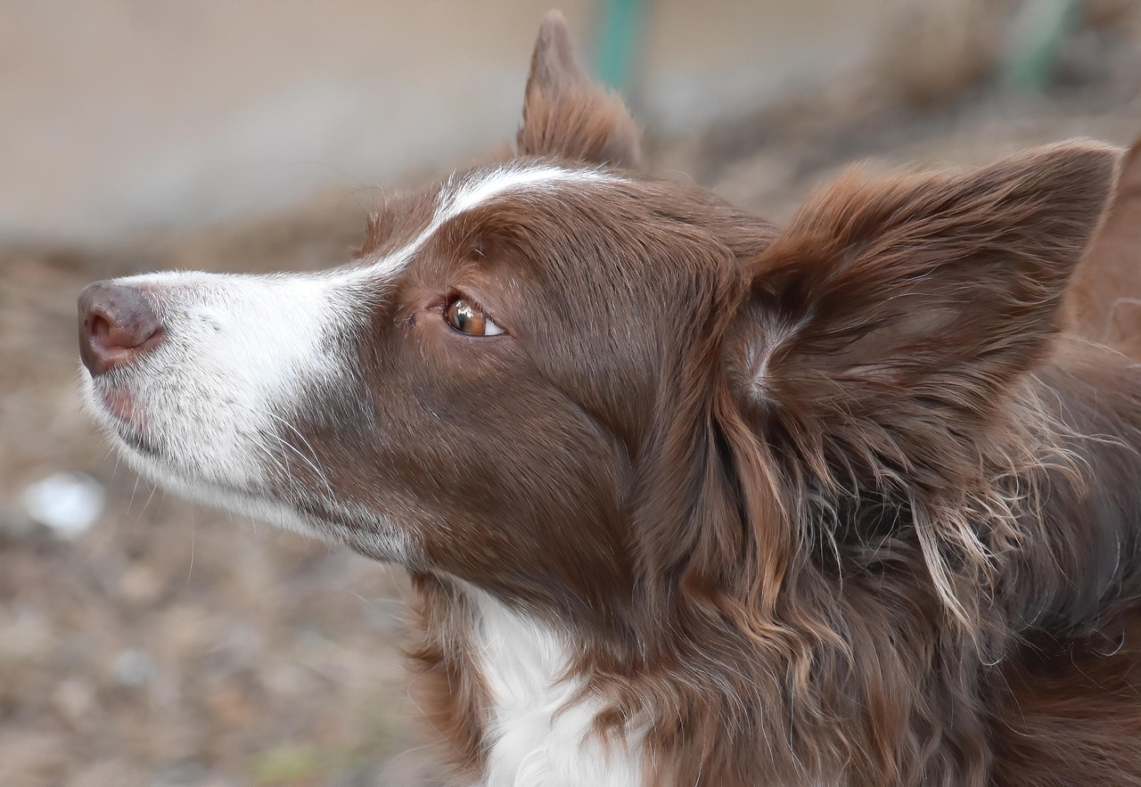 Hundemesse, Marktkauf-Center-Bergedorf, Bezirk Bergedorf, Hamburg, Parkhaus, Dogs, Tiernahrung