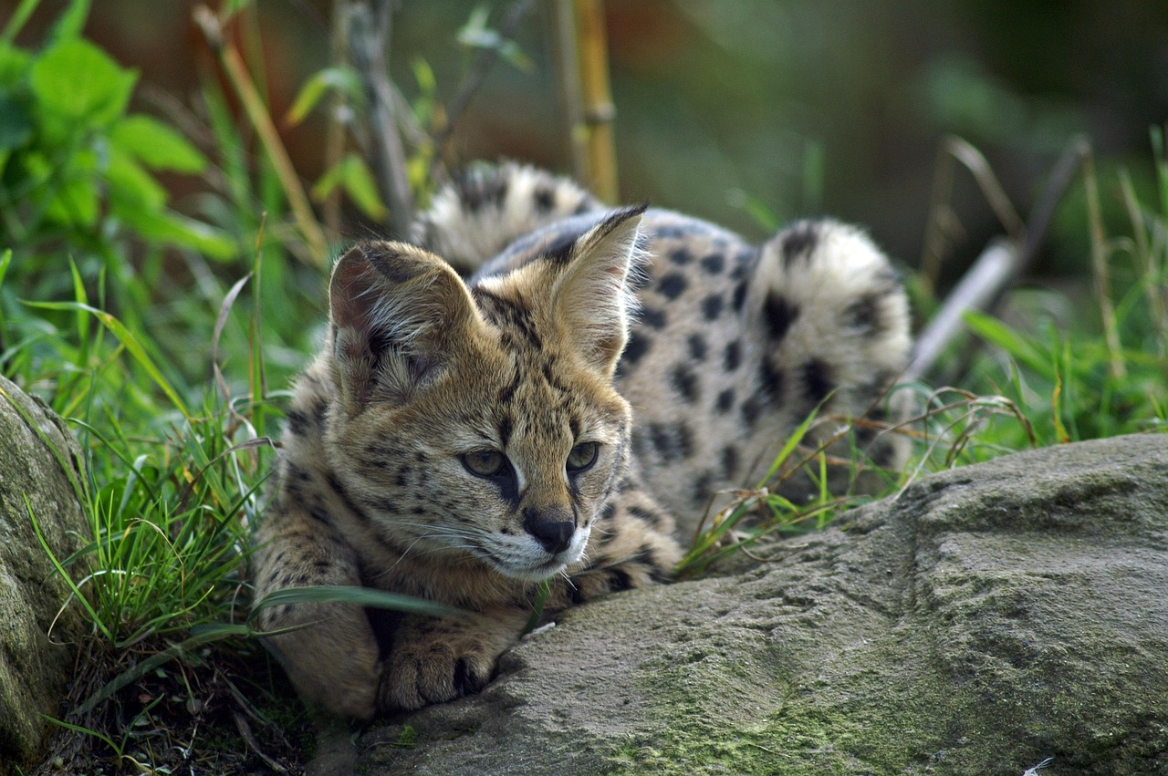Wildkatze, Serval, Reinbek, Warnung, entlaufen, Gefahr