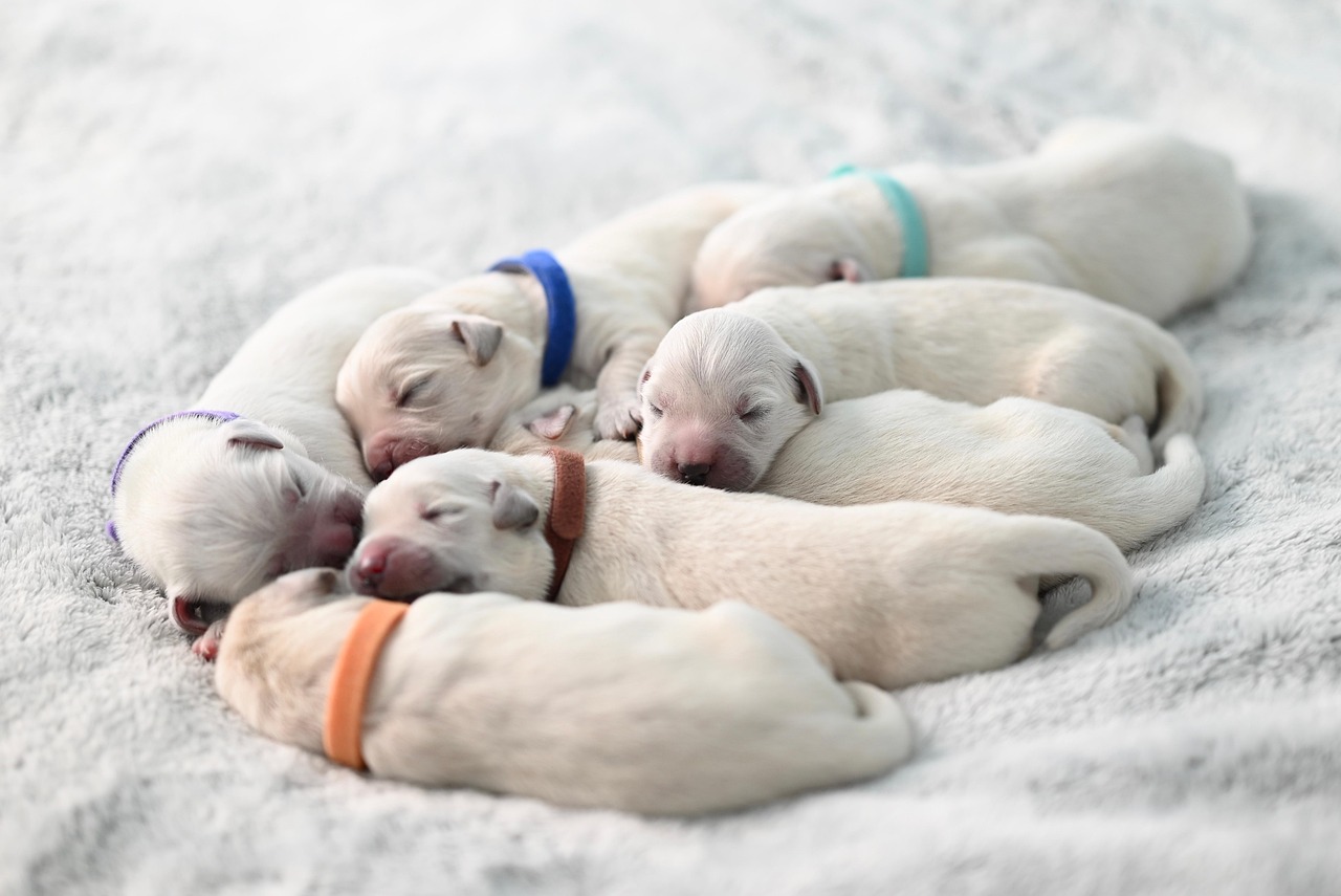 Fotowettbewerb, Gewinnspiele, HeidivomLande, Bergedorfer Blog, News, Tipps, Insiderwissen, Tierische Momente, Tierschnappschuss, Tierfotos, Mitmachen, Tiere, Heidi vom Lande, Bergedorf Blog