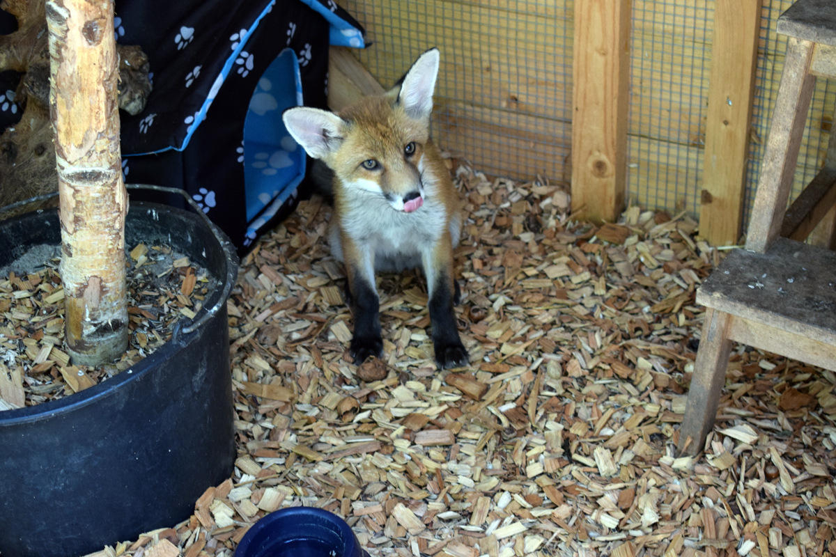 LOOKI, Verein zur Tierrettung, Wildtierstation, kranke und verletzte Tiere, Jubiläum, Bergedorf, Feier, Hamburg