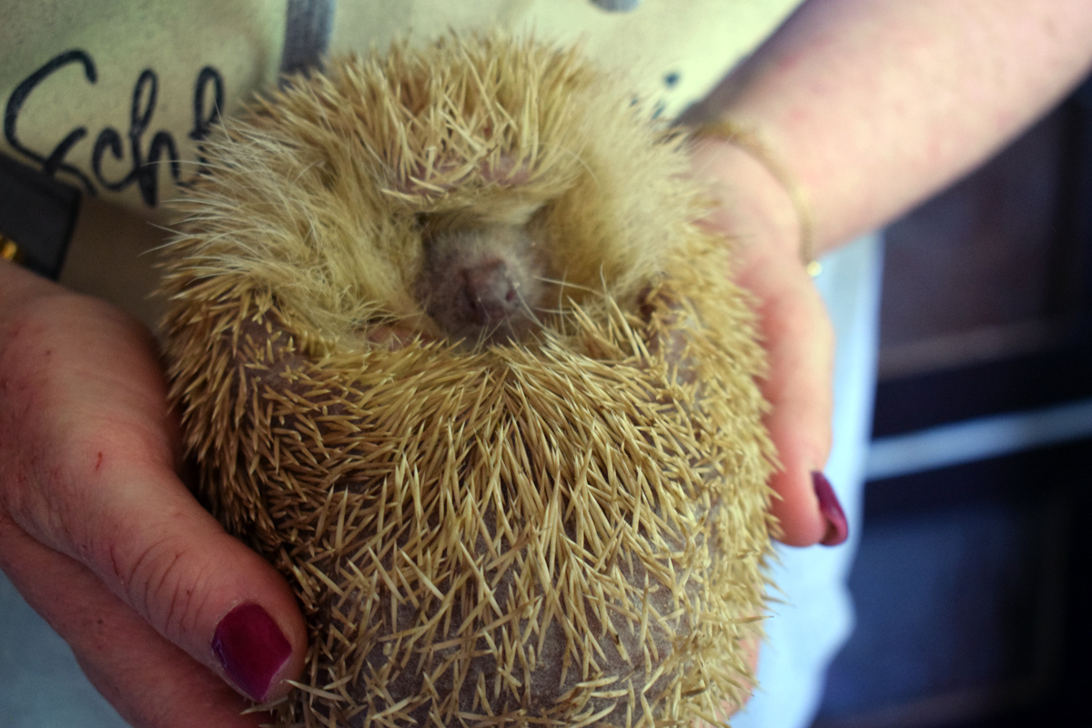 LOOKI, Verein zur Tierrettung, Wildtierstation, kranke und verletzte Tiere, Jubiläum, Bergedorf, Feier, Hamburg