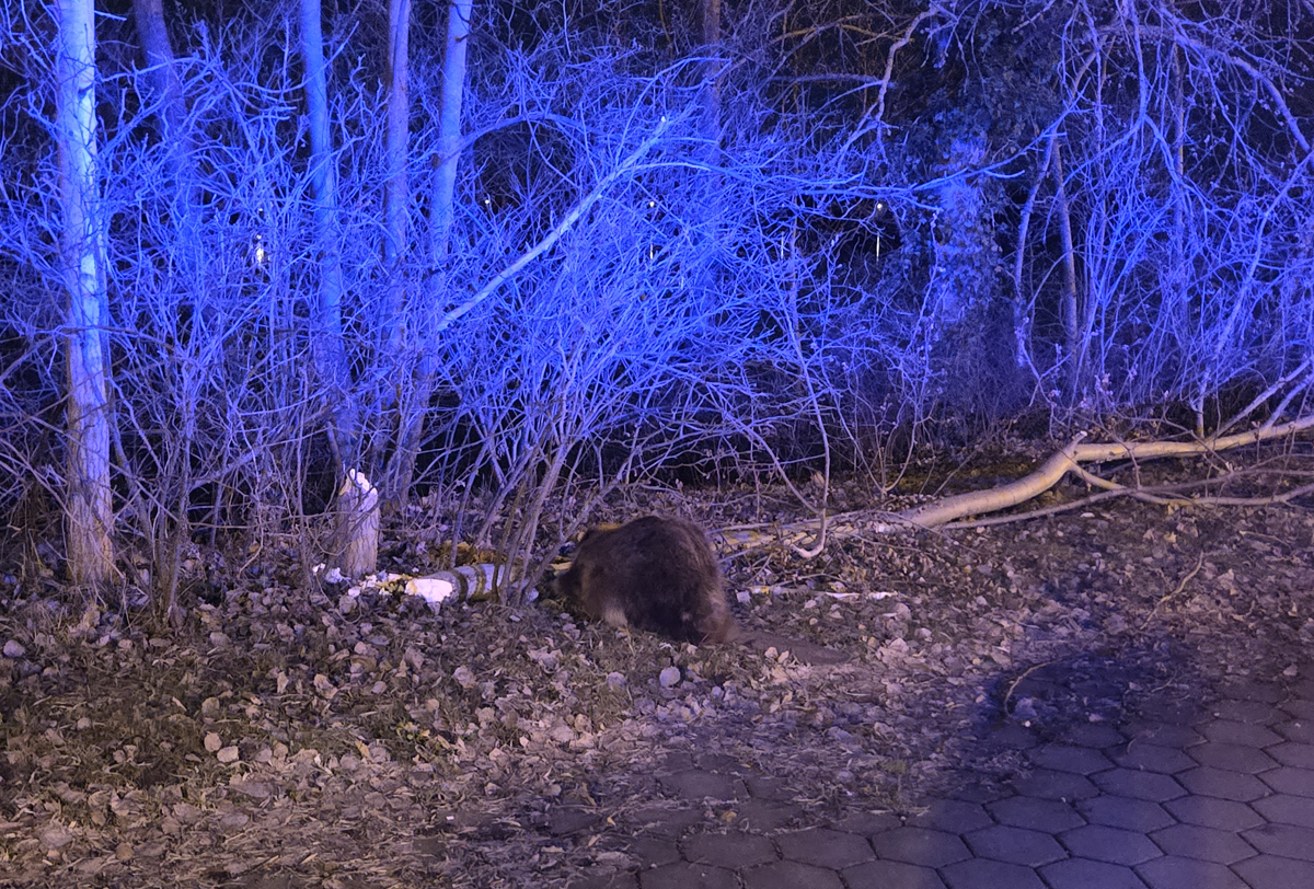 Biber, Baum, Fahrbahn, Geesthacht, Lauenburg, Verkehrssicherheit