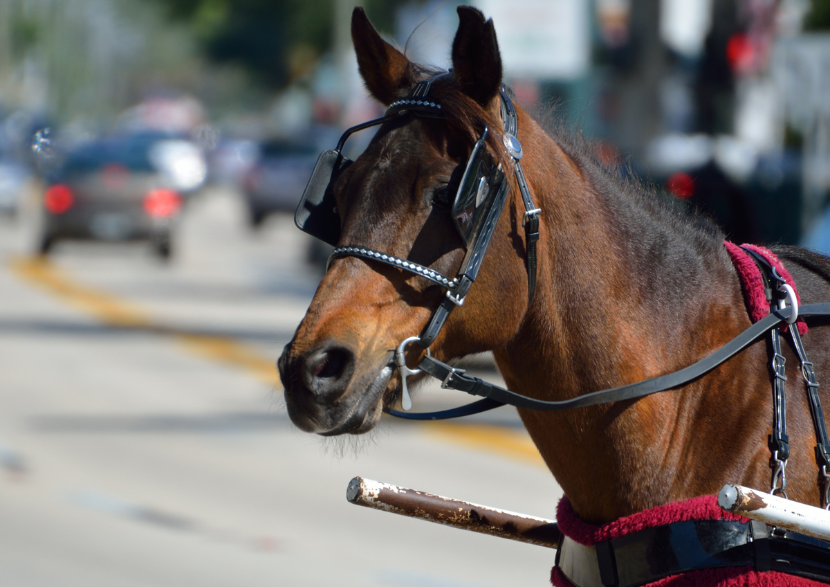 Pferdekutsche, Unfall, Börnsen, Bergedorf, Polizei