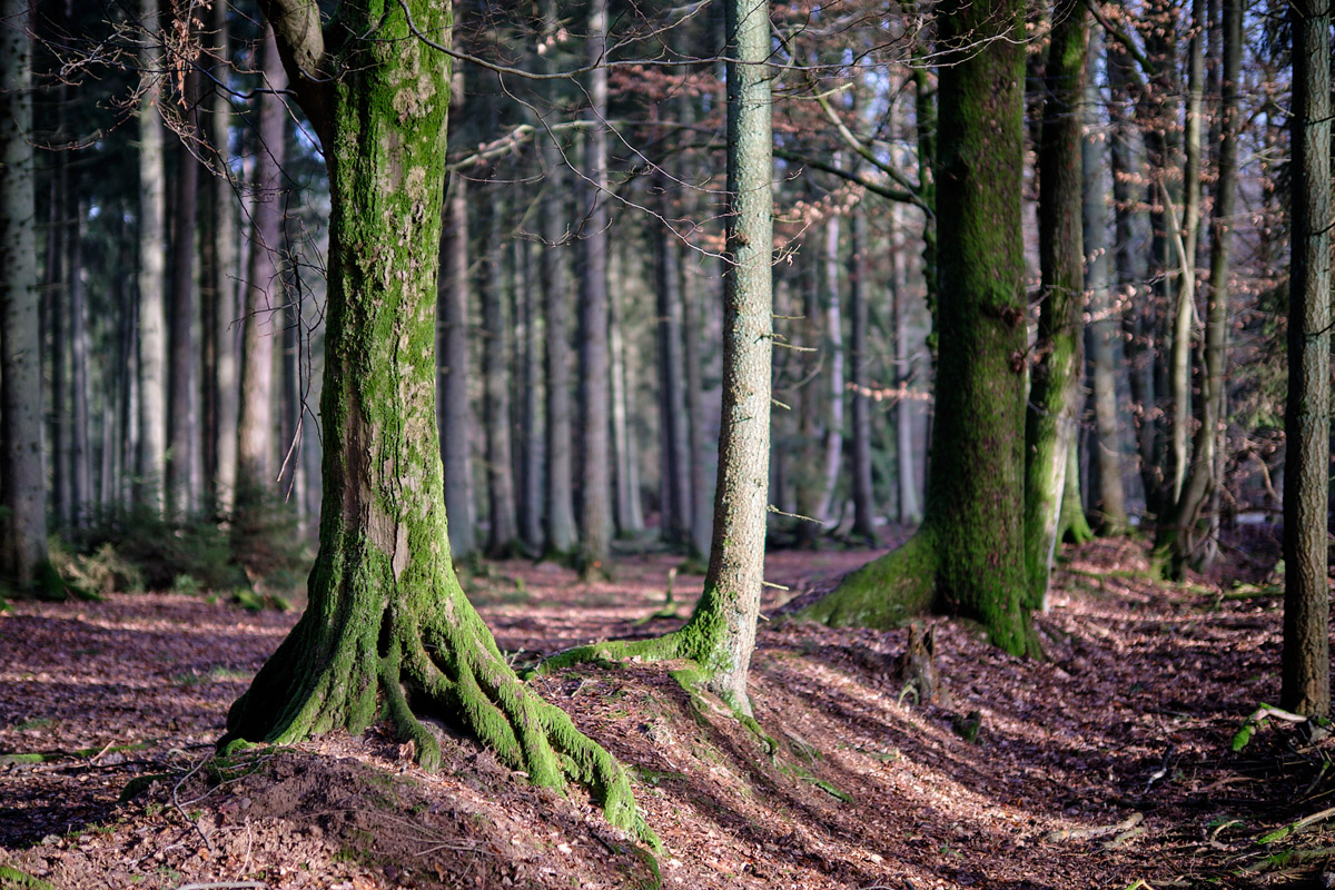 Sachsenwaldblog, Ausstellung, Harald Lemke, Rathaus Bergedorf, Wald, Fotografien, Bäume