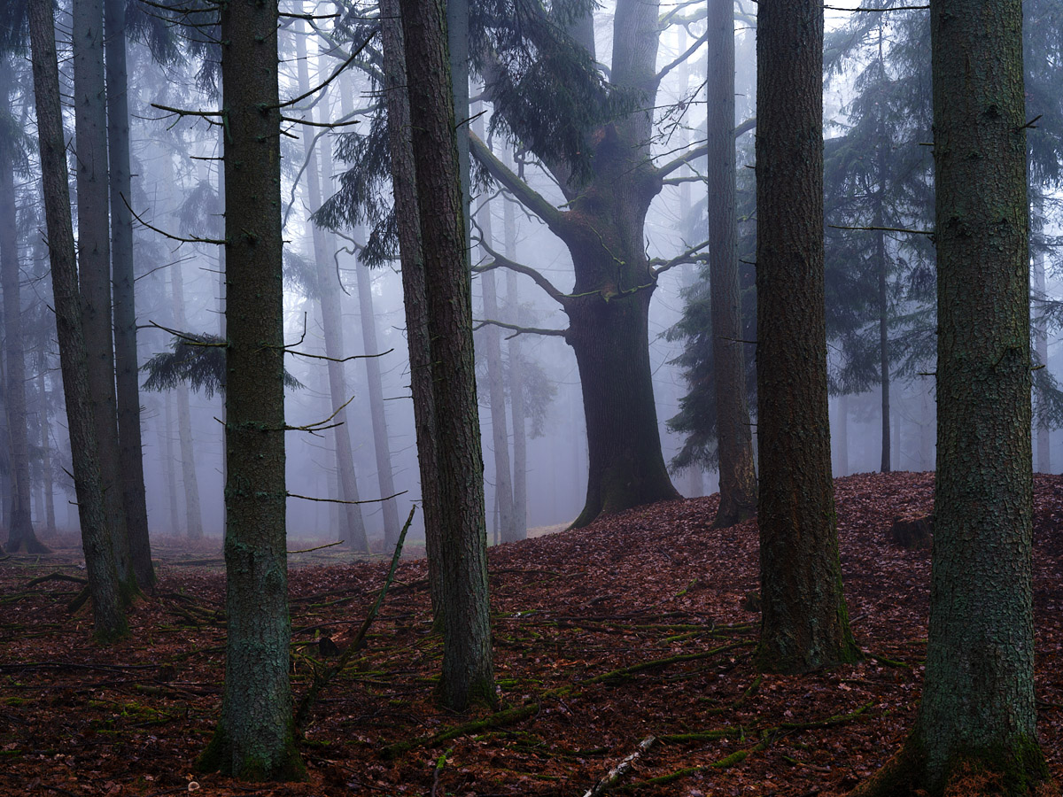 Sachsenwaldblog, Ausstellung, Harald Lemke, Rathaus Bergedorf, Wald, Fotografien, Bäume
